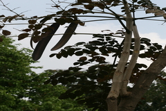 Oroxylum indicum